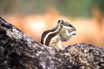 Squirrels are members of the family Sciuridae, a family that includes small or medium-size rodents. 
 The squirrel family includes tree squirrels, ground squirrels, chipmunks, marmots, flying squirrel