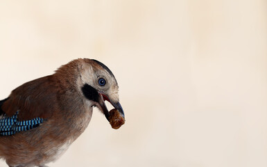 Jay with prey in its beak, on a blurry light background ...