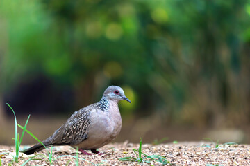 The European turtle dove is a member of the bird family Columbidae, the doves and pigeons. It...