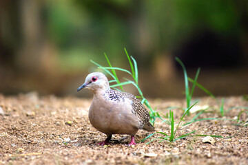 The European turtle dove is a member of the bird family Columbidae, the doves and pigeons. It...