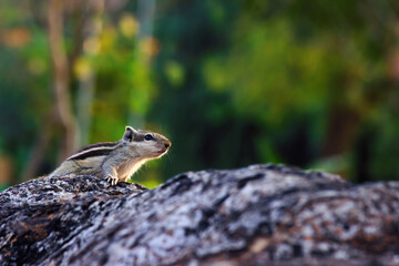 Squirrels are members of the family Sciuridae, a family that includes small or medium-size rodents. 
 The squirrel family includes tree squirrels, ground squirrels, chipmunks, marmots, flying squirrel