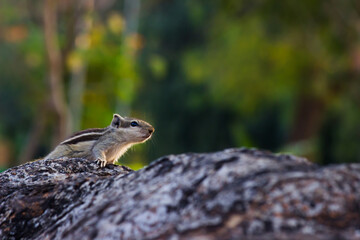 Squirrels are members of the family Sciuridae, a family that includes small or medium-size rodents. 
 The squirrel family includes tree squirrels, ground squirrels, chipmunks, marmots, flying squirrel