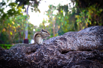 Squirrels are members of the family Sciuridae, a family that includes small or medium-size rodents. 
 The squirrel family includes tree squirrels, ground squirrels, chipmunks, marmots, flying squirrel
