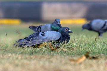 Indian Pigeon OR Rock Dove - The rock dove, rock pigeon, or common pigeon is a member of 
 the bird family Columbidae. In common usage, this bird is often simply referred to as the pigeon, 