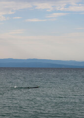 Man snorkeling and spearfishing at sea