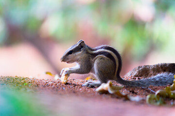 Squirrels are members of the family Sciuridae, a family that includes small or medium-size rodents. 
 The squirrel family includes tree squirrels, ground squirrels, chipmunks, marmots, flying squirrel