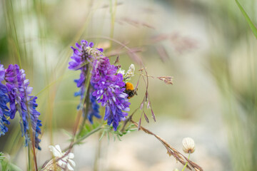 Isolated wild insect honey bee coming for sucking nectar from lavender flowers on natural background