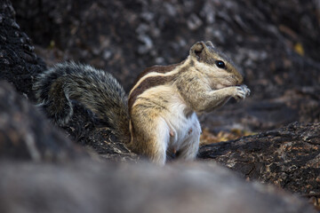 Naklejka na ściany i meble Squirrels are members of the family Sciuridae, a family that includes small or medium-size rodents. The squirrel family includes tree squirrels, ground squirrels, chipmunks, marmots, flying squirrel