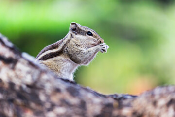 Squirrels are members of the family Sciuridae, a family that includes small or medium-size rodents. 
 The squirrel family includes tree squirrels, ground squirrels, chipmunks, marmots, flying squirrel