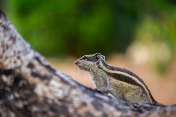 Squirrels are members of the family Sciuridae, a family that includes small or medium-size rodents. 
 The squirrel family includes tree squirrels, ground squirrels, chipmunks, marmots, flying squirrel