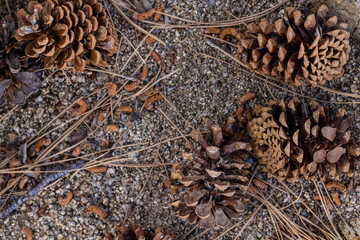 Pondersa pine cones fallen on dirt path surrounded by pine needles and plant debris