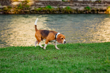 Naklejka na ściany i meble cute, active young dog, Beagle breed, walks on the river bank, on a sunny day