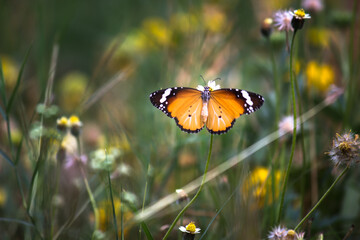 Danaus chrysippus, also known as the plain tiger, African queen, or African monarch, Danainae,
 is a medium-sized butterfly widespread in Asia, macro shots, butterfly garden.
