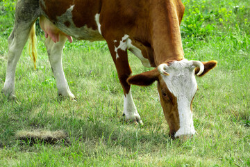 A brown cow is nibbling the grass in the field. A cow grazes on a green meadow.