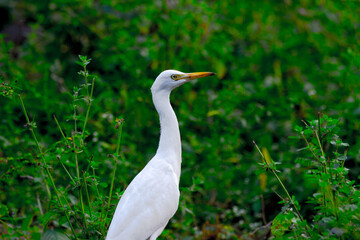The cattle egret is a cosmopolitan species of heron found in the tropics, subtropics, 
 and warm-temperate zones. It is the only member of the monotypic genus Bubulcus, 
 although some authorities re
