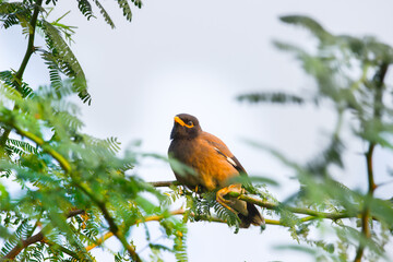  The myna is a bird of the starling family. This is a group of passerine birds which are native to southern Asia, especially India, Pakistan and Bangladesh.
