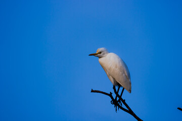 The cattle egret is a cosmopolitan species of heron found in the tropics, subtropics, 
 and warm-temperate zones. It is the only member of the monotypic genus Bubulcus, 
 although some authorities re
