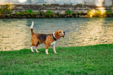 cute, active young dog, Beagle breed, walks on the river bank, on a sunny day