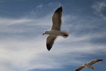 Möwe im Himmel