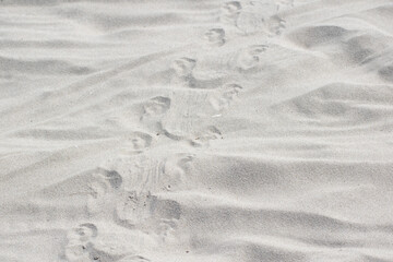 Turtle tracks in the sand in Lewes Delaware © Christine