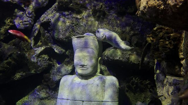 Spot-fin porcupinefish swimming near a ruin underwater