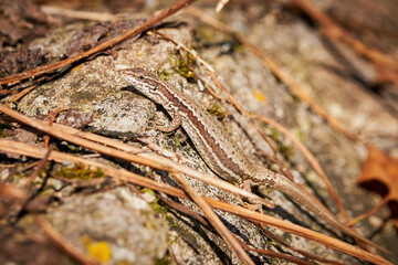 Common wall lizard sunbathing on a rock in the morning (Podarcis Muralis)