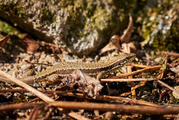 Common wall lizard sunbathing in the morning (Podarcis Muralis)