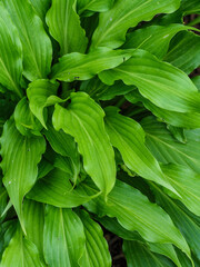 Hosta abstract. A variety of hosta with crinkly leaves makes a nice abstract image when viewed from the top.