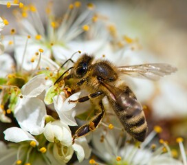 bee or honeybee on white plum tree flower
