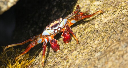 Red crab sitting on stone, sea crustacean