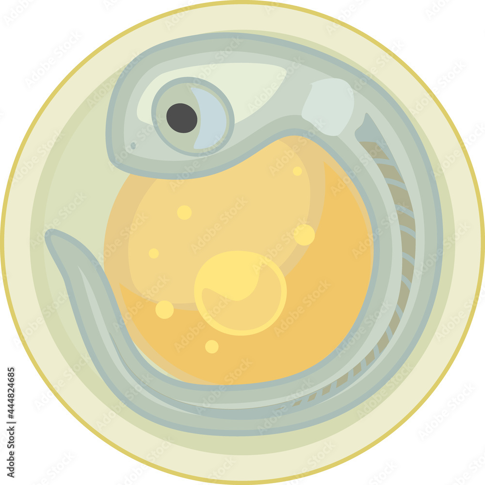 Wall mural freshwater fish egg (spawn) with embryo isolated on white background