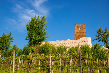 Panorama of the vineyard with the castle of Romeo and Juliet in the province of Vicenza in...
