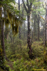 Hiking the Ngamoko track in Waikaremoana, New Zealand