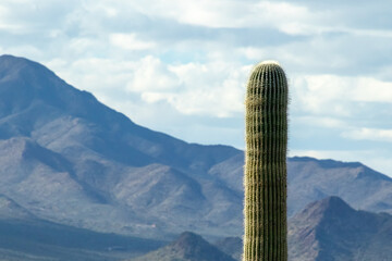 Abstract desert scene: solitary saguaro cactus standing against a background of mountains in the distance © Eric Dale Creative