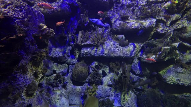 Close up shot of fish swimming in an aquarium