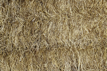 Fresh straw bales