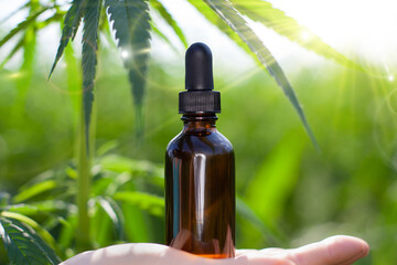 Hand holding bottle of biological and ecological herbal pharmaceutical cbd oil in a dropper with cannabis plants in the background.