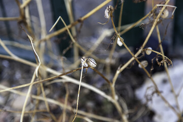 Dried snails on a branch