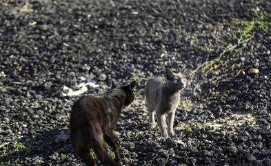 Abandoned cats eating in the street