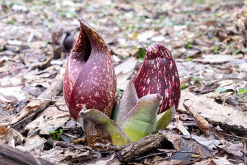 Close-up of an eastern skunk cabbage (Symplocarpus foetidus) flower as it sprouts out of the wet ground in the woods of Philadelphia, PA, USA, during early spring