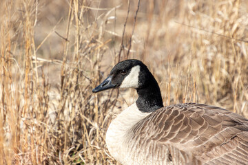 Canada goose (Branta canadensis) close up