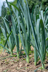 Fototapeta premium Organic Leeks (Allium ampeloprasum) growing in the garden. The broadleaf wild leeks in a soil.