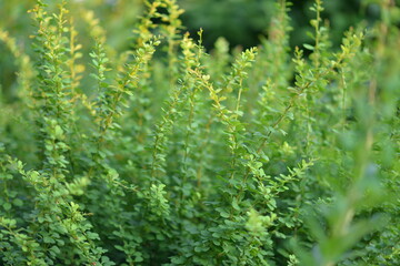 close-up of a green bush on a sunny day 