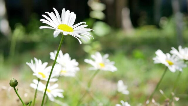 Matricaria chamomilla flowers (daisy white flower) . Matricaria chamomilla is a medicinal plant.
