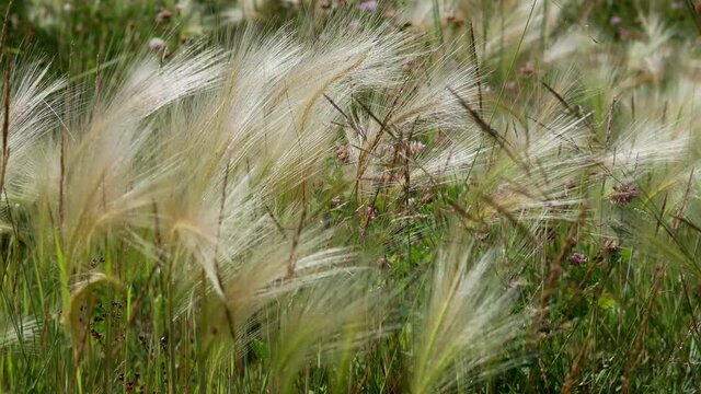 Mat grass. Feather Grass or Needle Grass, Nassella tenuissima. Stipa pennata