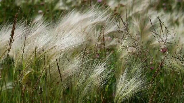 Grass (Stipa pennata) in the wind