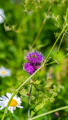 bee on thistle