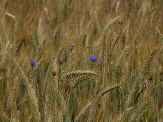 Wild cornflowers (Centaurea cyanus) ion wheat field - blue summer flowers in Poland