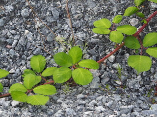 Brombeeren im Schotter