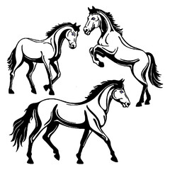 horse silhouette isolated on white